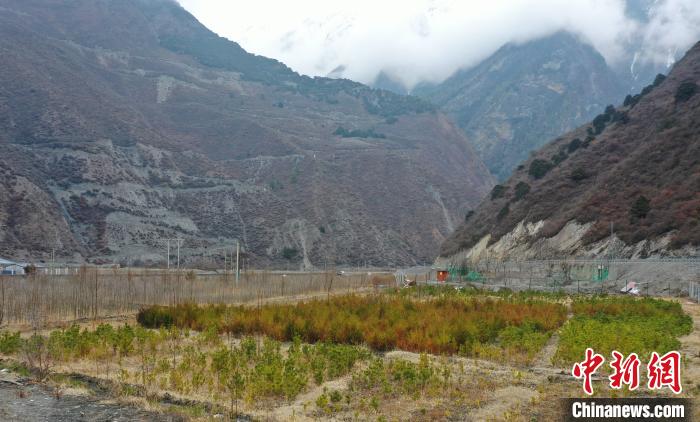 【幸?；ㄩ_新邊疆】山南隆子縣藏族小伙的“綠色夢想”