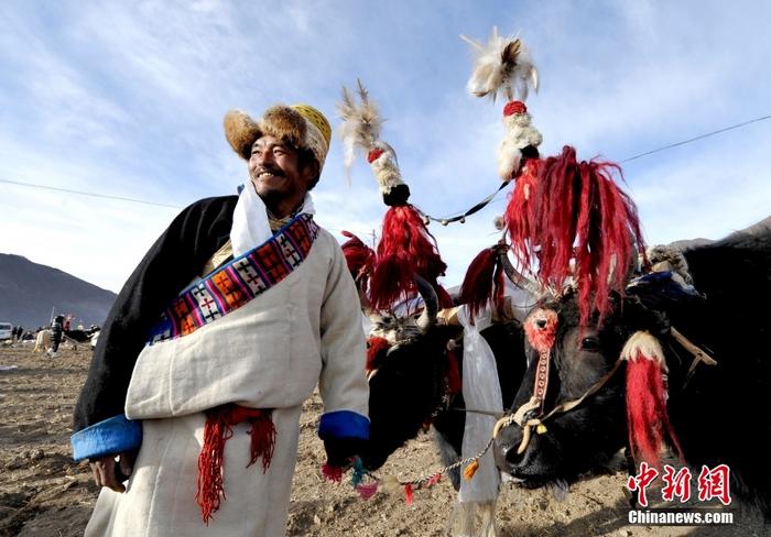 資料圖為2013年3月16日，拉薩市堆龍德慶區(qū)德慶村的農(nóng)民牽著牦牛參加春耕儀式，按照傳統(tǒng)方式由牦牛開第一犁。 <a target='_blank' href='/'><p  align=