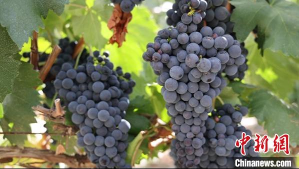圖為桑日縣種植的葡萄?！∩侥仙Ｈ湛h委宣傳部提供
