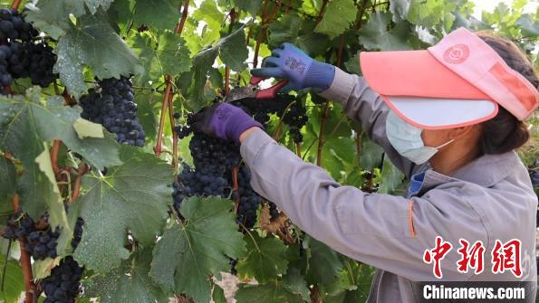 圖為當?shù)卮迕癫烧咸??！∩侥仙Ｈ湛h委宣傳部提供