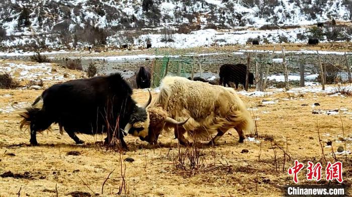 圖為角木那村生態(tài)散養(yǎng)的牦牛正在嬉戲?！“蜕Ｇ?　攝