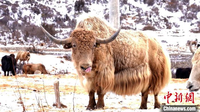 圖為角木那村生態(tài)散養(yǎng)的牦牛。　巴桑曲扎 　攝