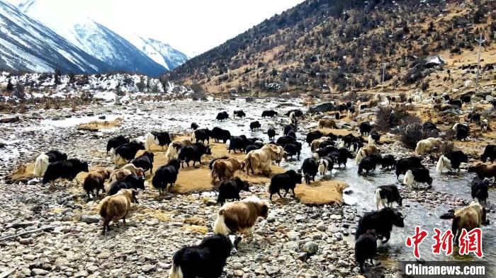 圖為角木那村生態(tài)散養(yǎng)的牦牛正在覓食?！『槿艉?攝