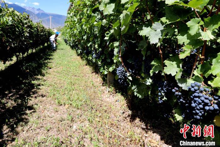 昌都芒康縣依托“兩江流域”干熱河谷地帶地理優(yōu)勢將康巴蜜橘、蘋果、甜石榴、葡萄、蜜桃等經(jīng)濟林木種植?！〔际忻⒖悼h委宣傳部供圖