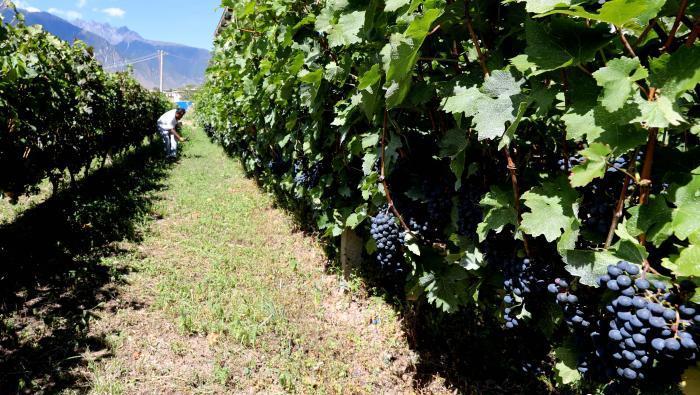 昌都芒康縣依托“兩江流域”干熱河谷地帶地理優(yōu)勢(shì)將康巴蜜橘、蘋(píng)果、甜石榴、葡萄、蜜桃等經(jīng)濟(jì)林木種植?！〔际忻⒖悼h委宣傳部供圖