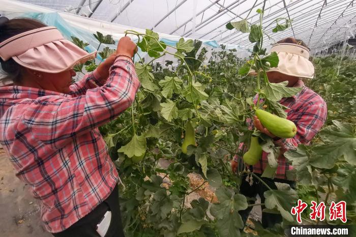 工作人員打理高原溫室大棚。　劉建軍 攝