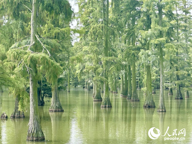 湖北省武漢漲渡湖濕地，池杉“破水而出”。人民網(wǎng)記者 張沛攝