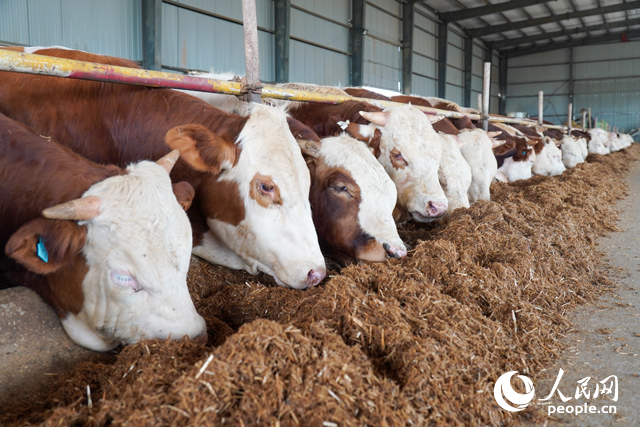 在思博農(nóng)業(yè)科技有限公司內(nèi)，肉牛正在吃秸稈轉(zhuǎn)化的飼料。人民網(wǎng)記者 陳若天攝