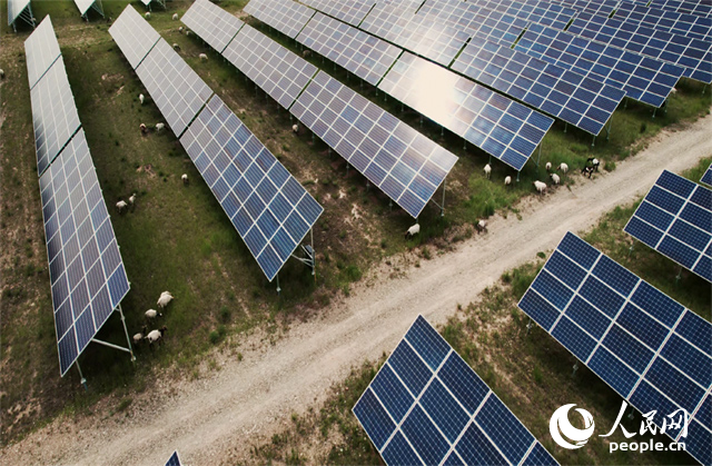 羊群在青海省海南州共和縣塔拉灘的光伏園區(qū)內(nèi)吃草。人民網(wǎng)記者 馬天翼攝