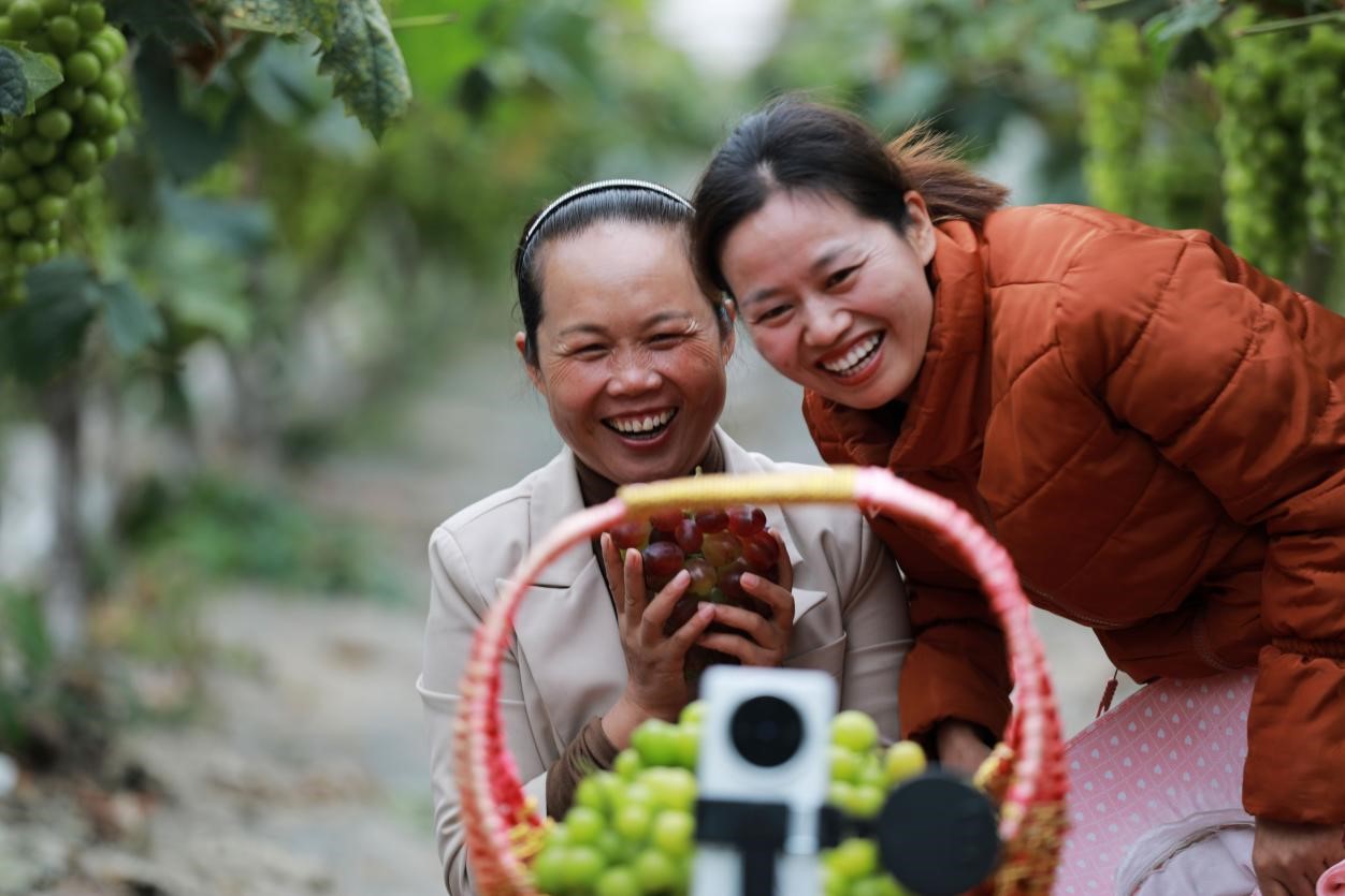 2024年10月6日，果農(nóng)在貴州省黔西市金碧鎮(zhèn)新蘭村葡萄園里進(jìn)行直播銷售。來源：人民圖片
