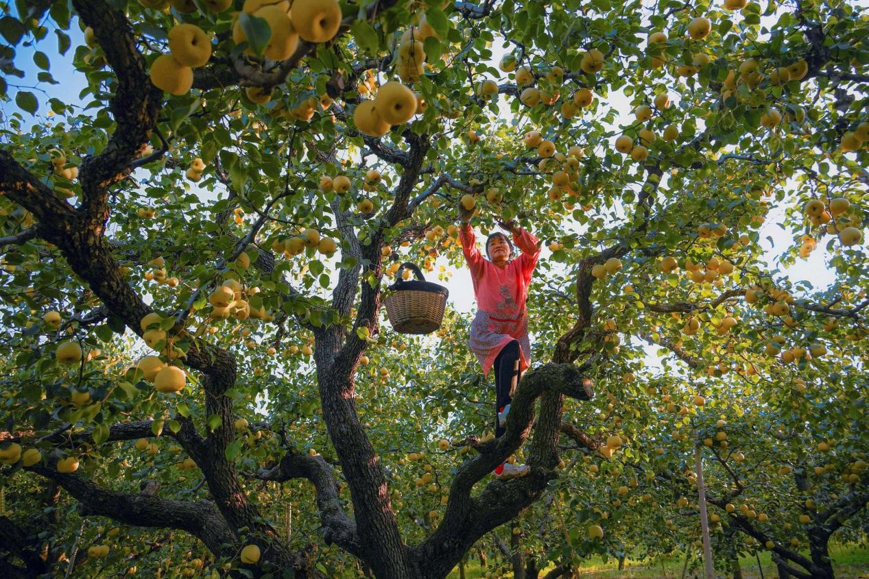 2024年10月4日，安徽省宿州市碭山縣程莊鎮(zhèn)衡樓村百年老梨園里，梨農(nóng)在忙著采摘酥梨。來源:人民圖片