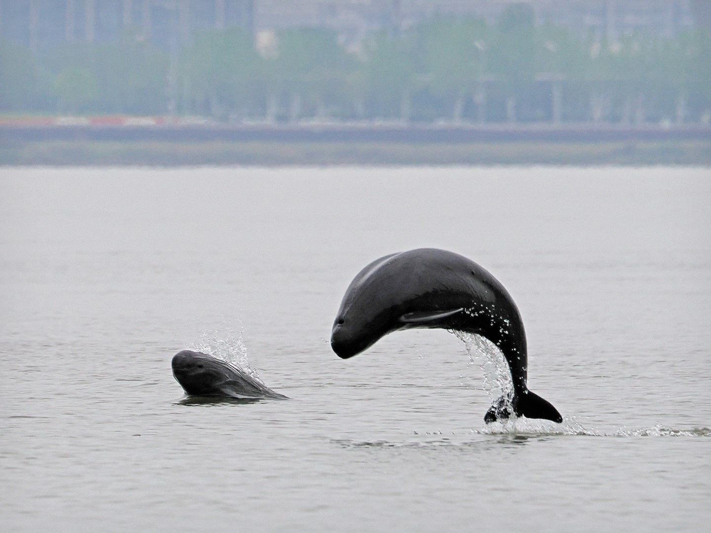文化中國行 長江之歌丨微笑的江豚，從四千年前“游”來