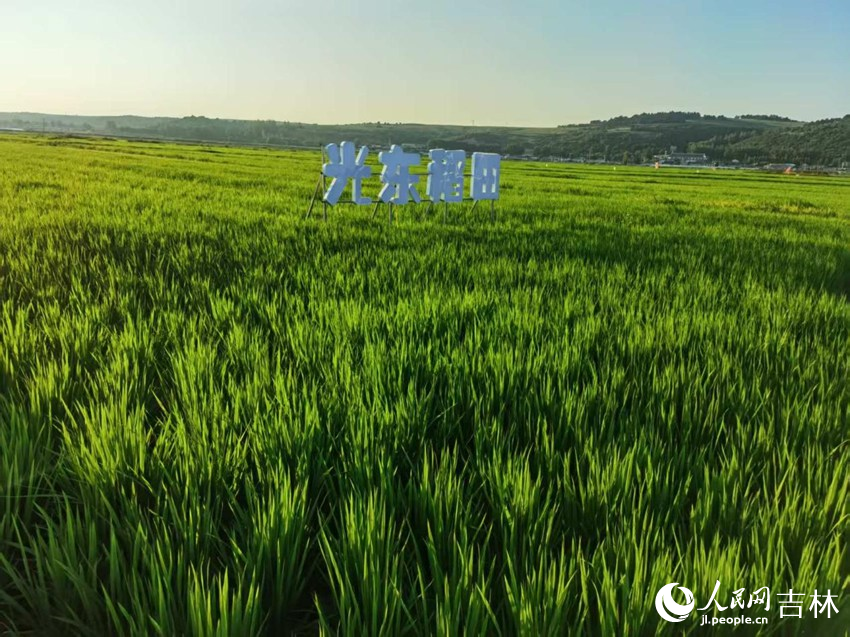 光東村稻田風(fēng)景美如畫（資料圖片）。人民網(wǎng)記者 王海躍攝