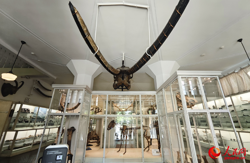 北疆博物院古生物陳列室內(nèi)的化石標(biāo)本。人民網(wǎng)記者 孫一凡攝