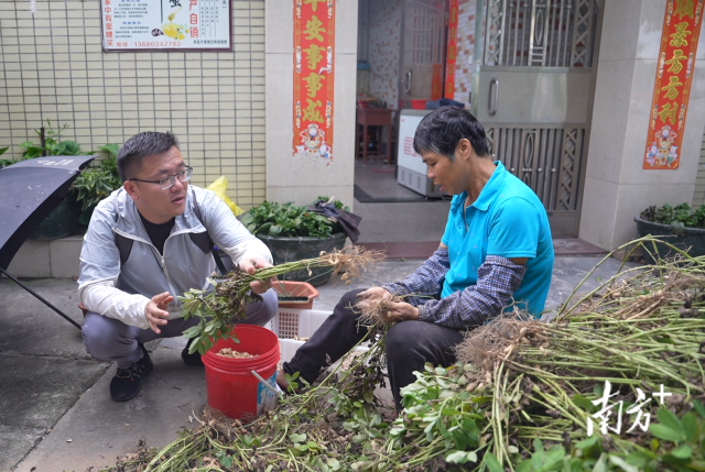 土地組成員張國強(qiáng)一邊幫村民做農(nóng)活一邊聊天。