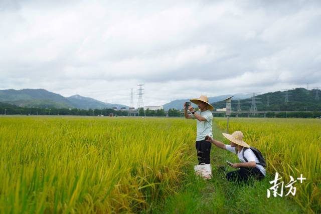 文化組的兩名成員正在給稻田拍照。