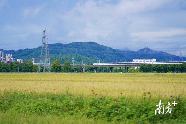 高鐵掠過崖口村稻田。