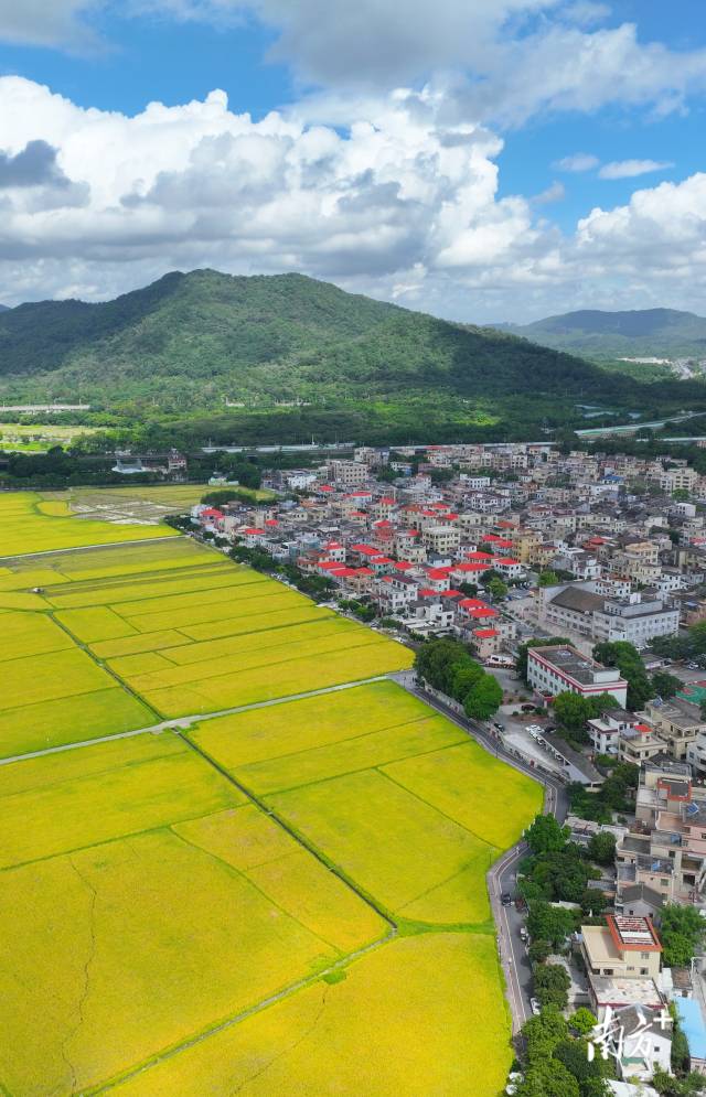 崖口村全景。