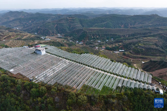 【高質(zhì)量發(fā)展看陜西】“上天”的延安蘋(píng)果，蘊(yùn)藏哪些新質(zhì)生產(chǎn)力