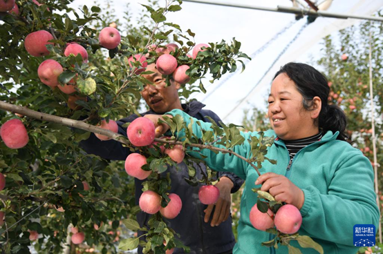 【高質(zhì)量發(fā)展看陜西】“上天”的延安蘋(píng)果，蘊(yùn)藏哪些新質(zhì)生產(chǎn)力