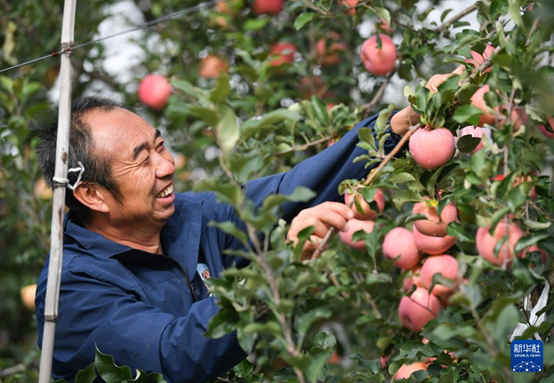 【高質(zhì)量發(fā)展看陜西】“上天”的延安蘋(píng)果，蘊(yùn)藏哪些新質(zhì)生產(chǎn)力