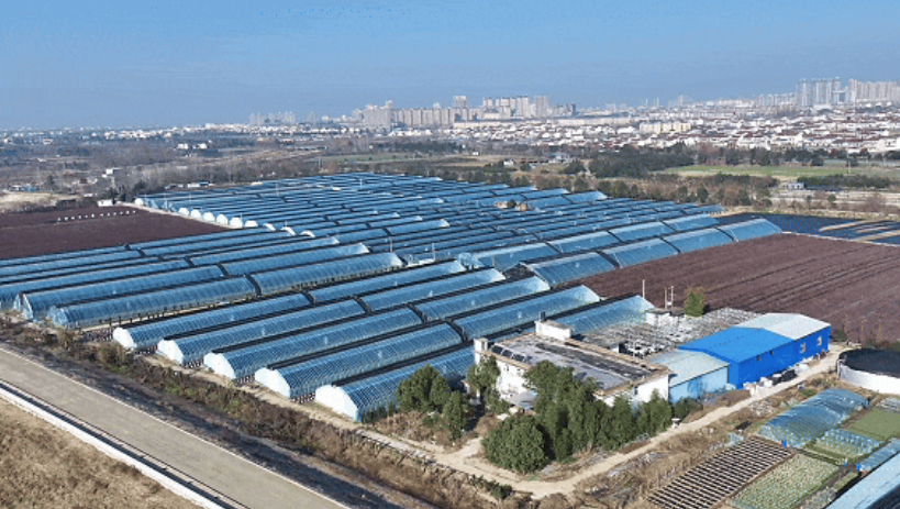 洋縣東聯(lián)村藍(lán)莓基地航拍。洋縣融媒體供圖