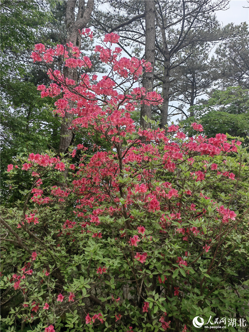 龜峰山頂?shù)亩霹N花還在開放。人民網(wǎng)記者 郭婷婷攝