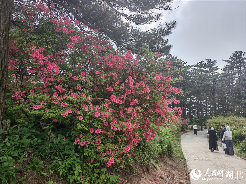 龜峰山頂目前還有部分杜鵑在開放，像站好春天“最后一班崗”。人民網(wǎng)記者 郭婷婷攝