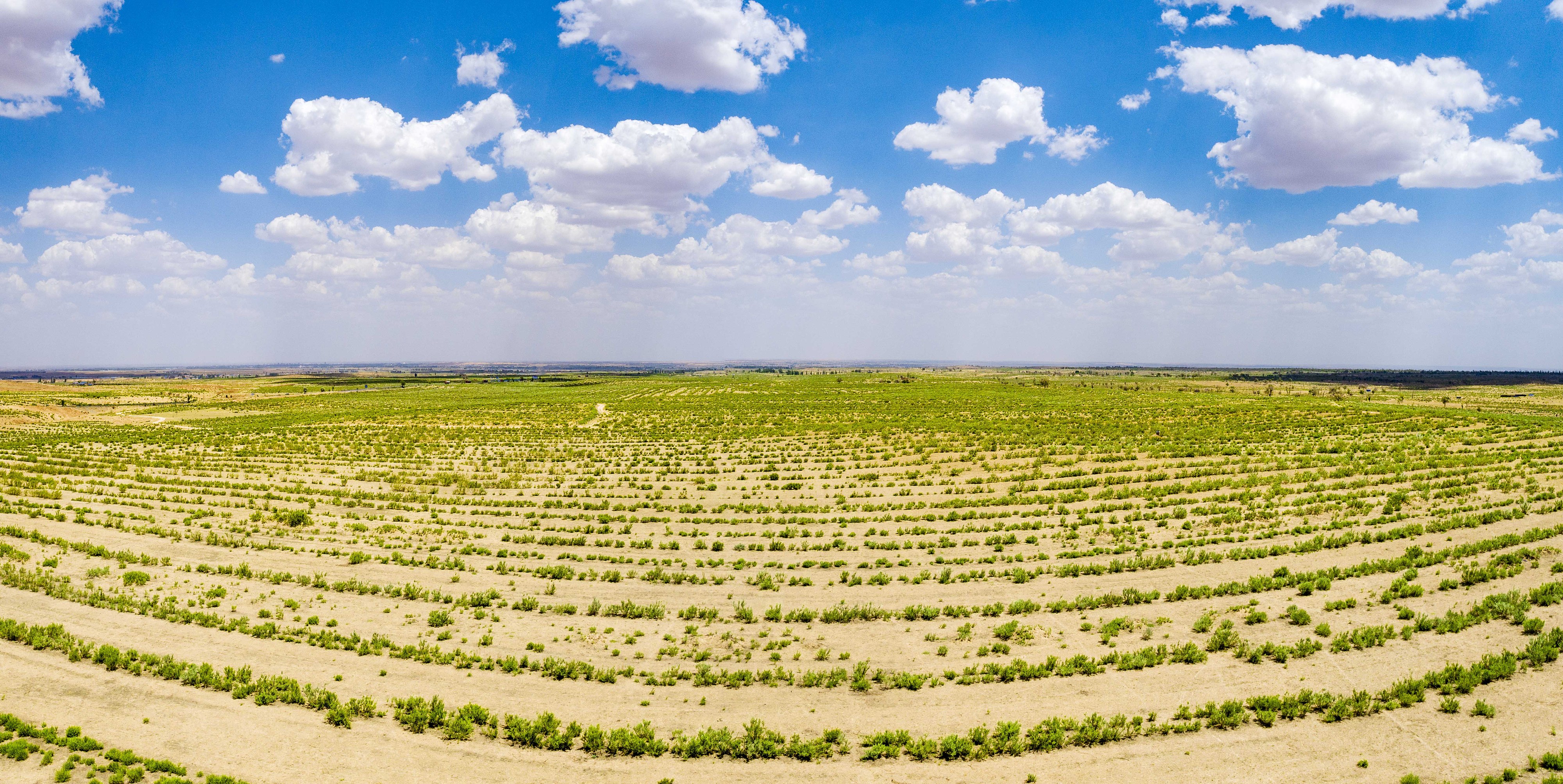 2023年6月7日，內(nèi)蒙古鄂爾多斯，毛烏素沙漠。