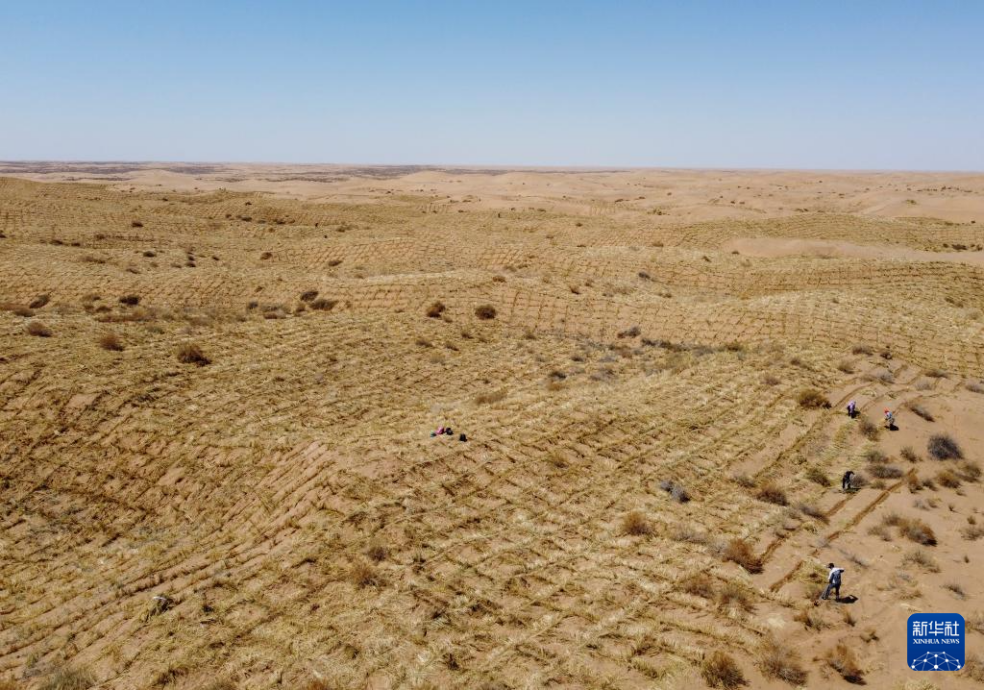 2024年4月10日，群眾在古浪縣八步沙林場麻黃塘沙區(qū)用草方格壓沙。新華社發(fā)（無人機照片）