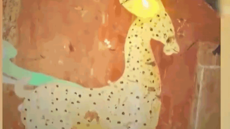 在全新技術(shù)支持下，敦煌莫高窟實(shí)現(xiàn)了窟內(nèi)文物窟外看的新體驗(yàn)。