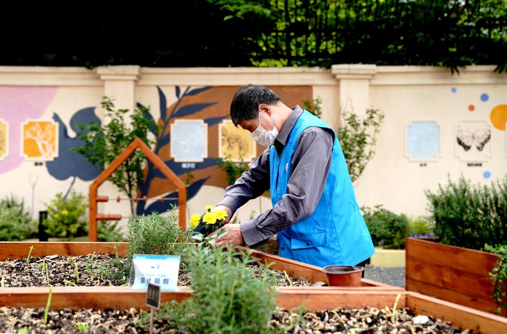 上海市長寧區(qū)虹旭小區(qū)居民在整理改造社區(qū)花園。居民們把堆肥箱里發(fā)酵出來的“綠色材料”和土壤拌在一起鋪在種植箱中（2020年4月22日攝）。新華社記者 張建松 攝