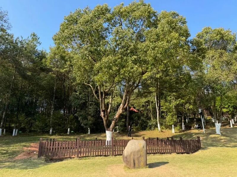 習(xí)近平同志為福建省長汀縣水土保持科教園捐種的香樟樹。圖源：學(xué)習(xí)時(shí)報(bào)