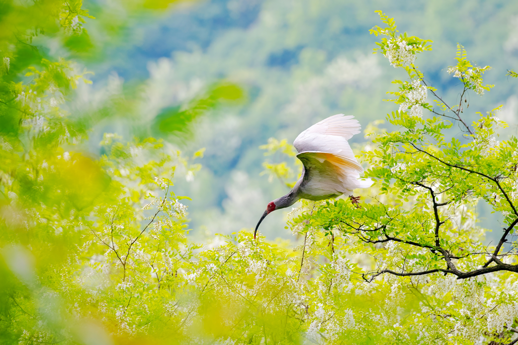 2024年5月2日，一只秦嶺以北野放朱鹮在陜西省銅川市耀州區(qū)沮河上游洋槐林中飛翔。