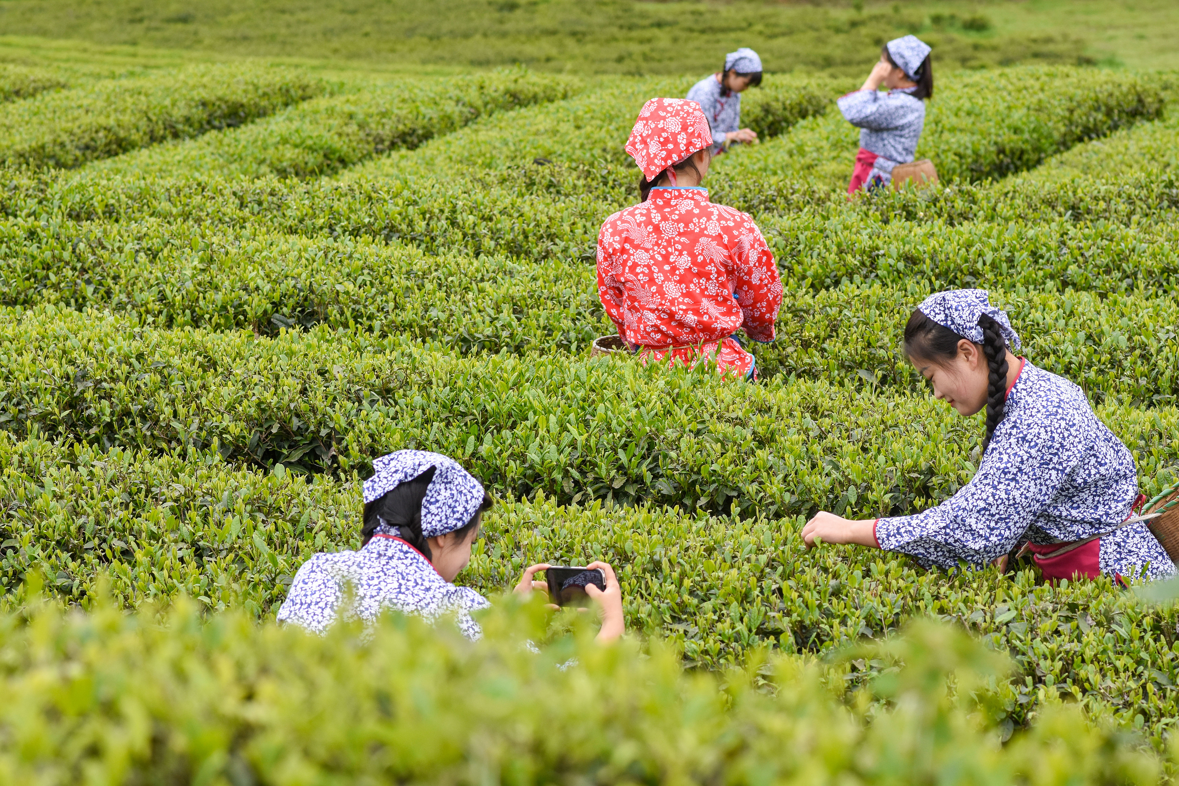 2023年4月6日，游客在貴州省銅仁市江口縣怒溪鎮(zhèn)駱象村生態(tài)茶園體驗(yàn)采茶樂趣。