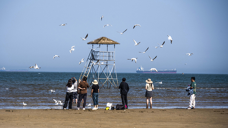 2024年5月12日，河北秦皇島，北戴河鴿子窩公園成群海鷗在天空中自由翱翔，與大海、藍(lán)天構(gòu)成了一幅美麗的畫卷。