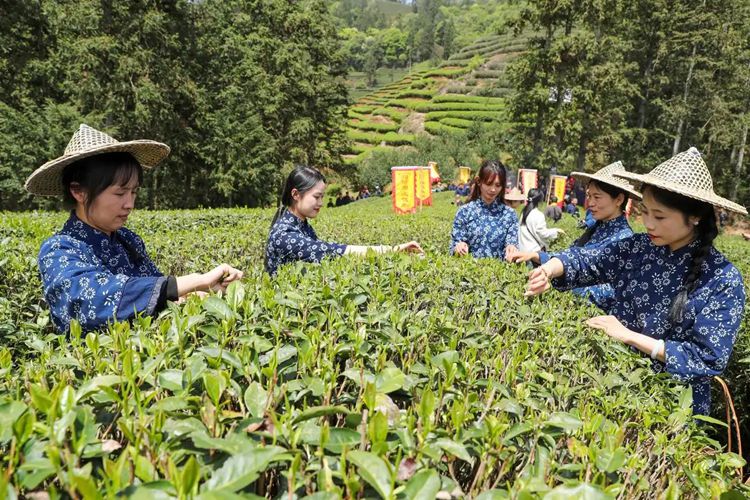 2025年4月13日，福建武夷山市星村鎮(zhèn)朝陽村茶農在生態(tài)茶園展示采茶。新華社發(fā)（邱汝泉 攝）