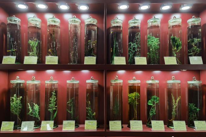 圖為藏藥藥材標(biāo)本。???張海?? ??.jpg