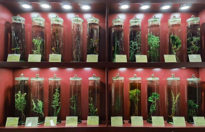 圖為藏藥藥材標(biāo)本。???張海?? ??.jpg