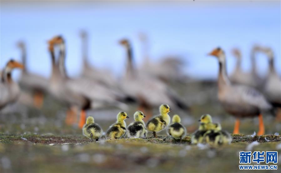 (環(huán)境)(3)藏北斑頭雁