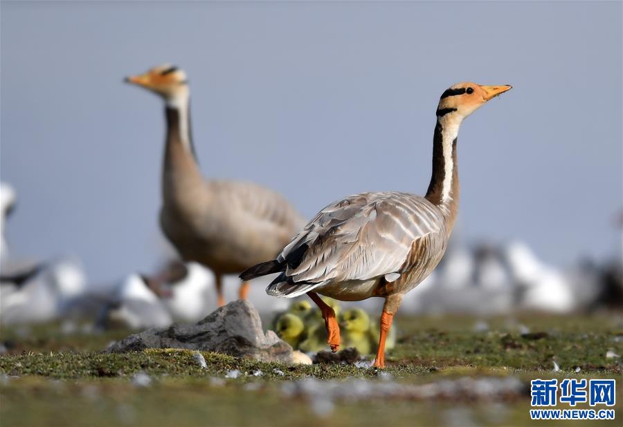 (環(huán)境)(4)藏北斑頭雁