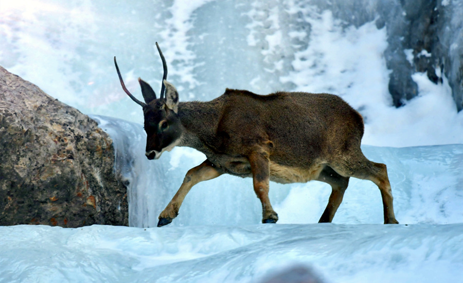 活躍在青海省海西州柏樹山的白唇鹿。巴圖那生攝