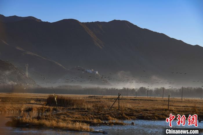 圖為拉薩市林周縣境內(nèi)飛翔的候鳥?！∝暩聛硭?攝