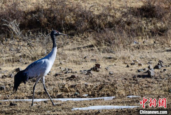 圖為一只黑頸鶴在拉薩市林周縣境內(nèi)田間覓食。　貢嘎來松 攝