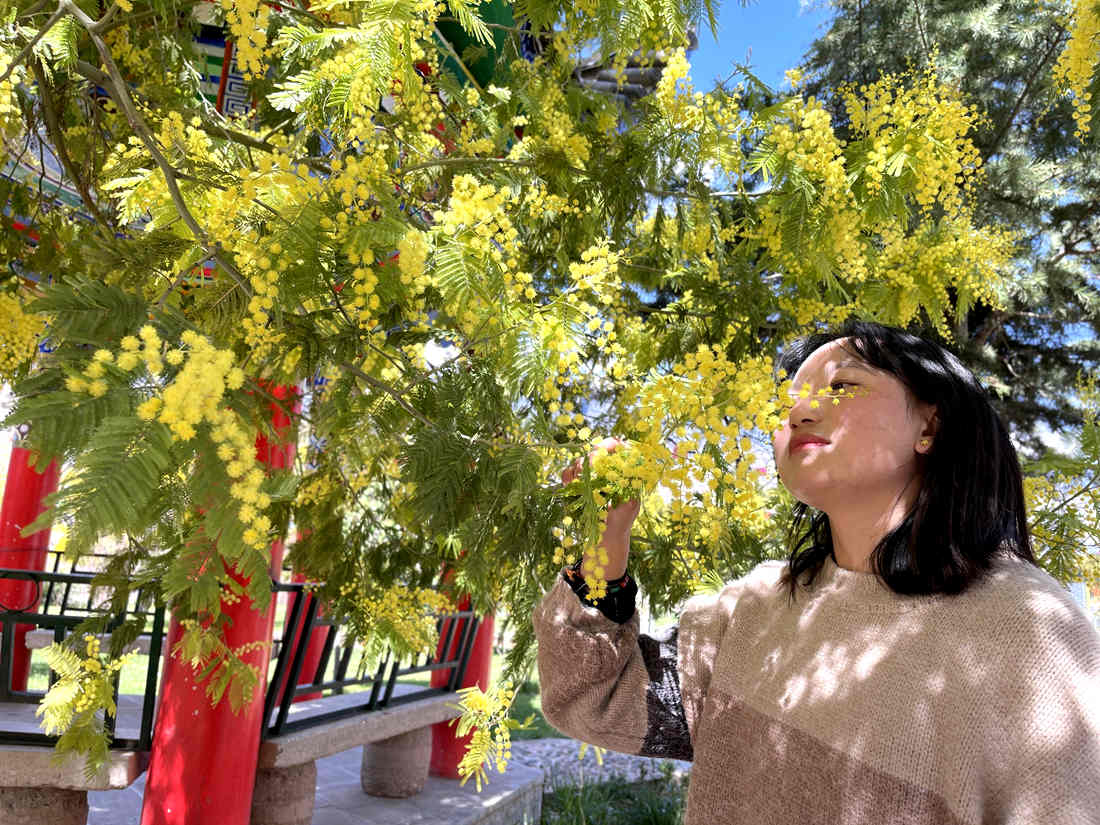 游客仔細觀賞黃絨絨的金合歡花。