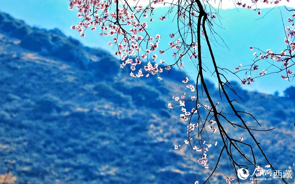 清麗的桃花。人民網(wǎng) 李海霞攝