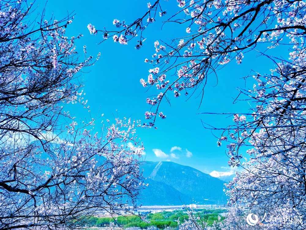 桃花在藍(lán)天白云的映襯下分外好看。人民網(wǎng) 李海霞攝