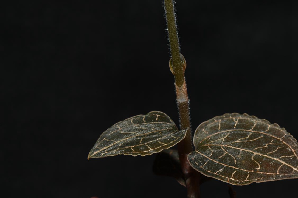 墨脫金線蘭。金效華攝