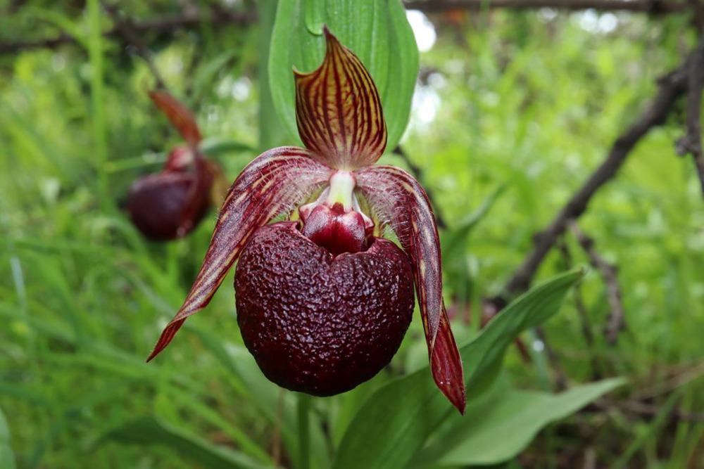 波密灼蘭。王翰臣攝