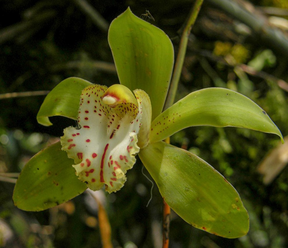 虎頭蘭。金效華攝